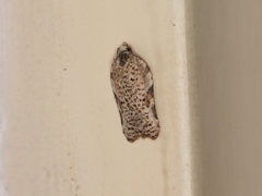 Acleris subnivana