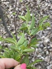 Ulmus pumila