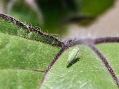 Graphocephala cythura