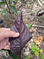 Clerodendrum quadriloculare