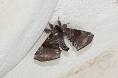 Apatelodes albipunctata