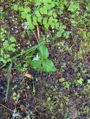 Callipetalon