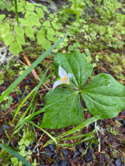Callipetalon