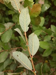 Salix × strepida