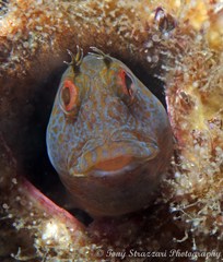 Parablennius intermedius