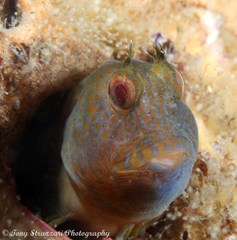 Parablennius intermedius