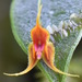 Lepanthes kuijtii - Photo (c) arethusa, some rights reserved (CC BY-NC), uploaded by arethusa