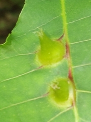 Phylloxera caryaesepta