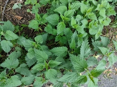 Urtica dioica