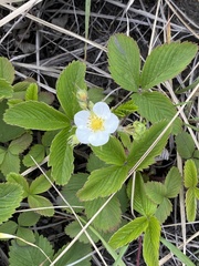 Fragaria viridis