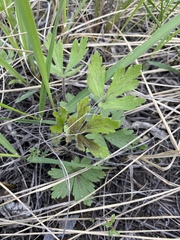 Ranunculaceae