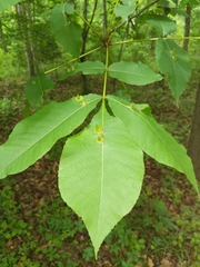 Phylloxera caryaesepta