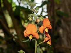 Alonsoa meridionalis