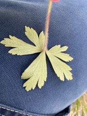 Ranunculaceae