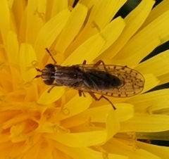 Pherbellia schoenherri