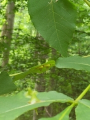 Phylloxera caryaesepta