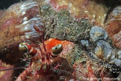 Dardanus crassimanus