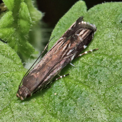 Anacampsis levipedella