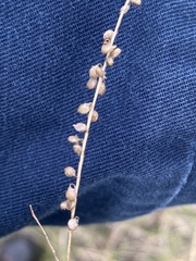 Tracheophyta