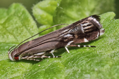 Anacampsis levipedella