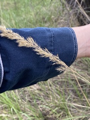 Calamagrostis