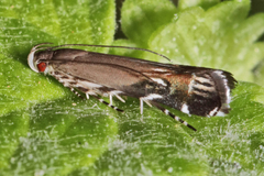 Anacampsis levipedella