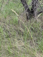 Calamagrostis