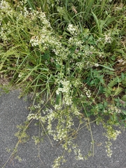 Galium