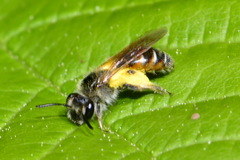 Andrena ventralis
