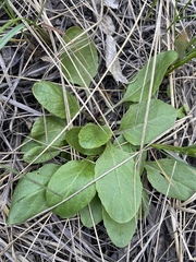 Asteraceae