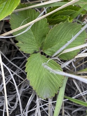 Fragaria viridis