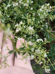 Galium