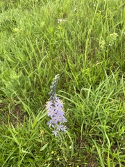 Camassia angusta