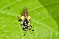 Andrena ventralis