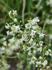 Galium