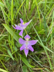 Calopogon oklahomensis