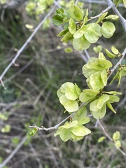 Ulmus pumila