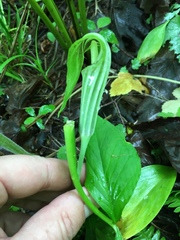 Arisaema stewardsonii