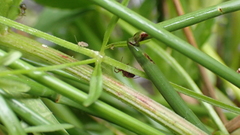 Gnathonarium dentatum