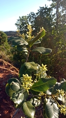 Asteropeia amblyocarpa