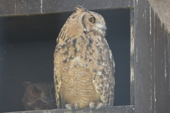 Pharaoh Eagle-Owl photo 3