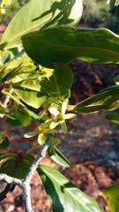 Asteropeia amblyocarpa