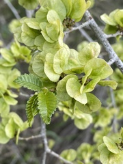 Ulmus pumila