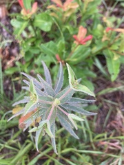 Euphorbia floridana