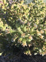 Phacelia heterophylla