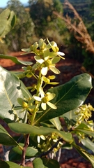 Asteropeia amblyocarpa