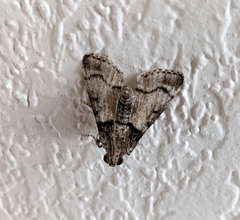 Epipaschia superatalis