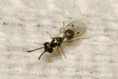 Miscogastrinae