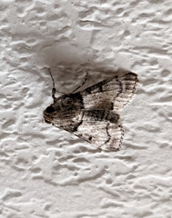 Epipaschia superatalis