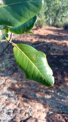 Asteropeia amblyocarpa
